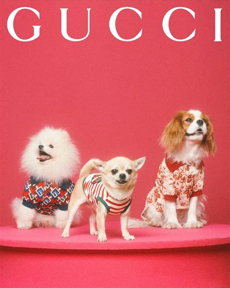 pet wassen gucci|gucci pet collection.